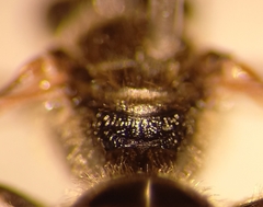 Lasioglossum laticeps