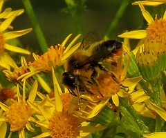 Megachile maritima