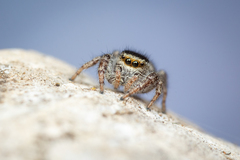 Dendryphantes nigromaculatus