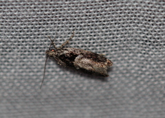 Pseudochelaria
