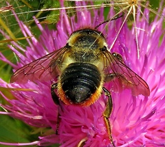 Megachile maritima