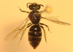Lasioglossum laticeps