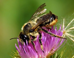 Megachile maritima