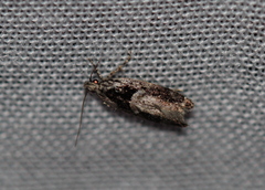 Pseudochelaria