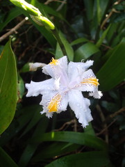 Iris confusa
