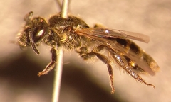 Lasioglossum laticeps