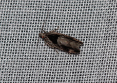 Pseudochelaria