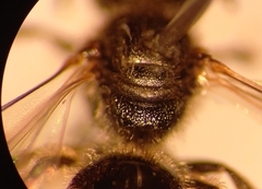 Lasioglossum laticeps