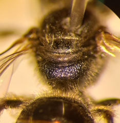 Lasioglossum laticeps