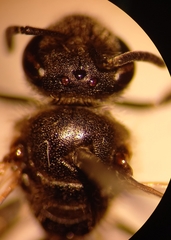 Lasioglossum laticeps