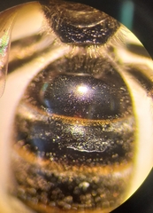 Lasioglossum laticeps