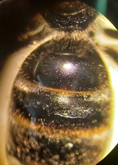 Lasioglossum laticeps