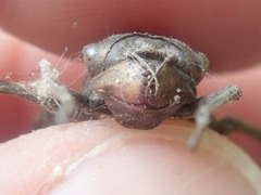 Neurocordulia yamaskanensis