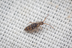 Entomobrya comparata