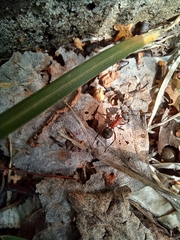 Formica polyctena