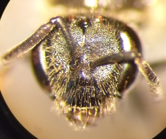 Lasioglossum laticeps