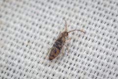 Entomobrya comparata