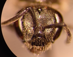 Lasioglossum laticeps