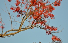 Erythrina verna