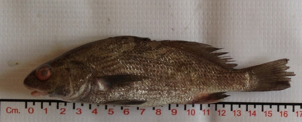Point-Tuza croaker (Ophioscion scierus) — Sciaenidae