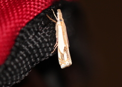 Crambus agitatellus