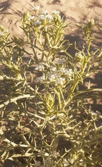 Echinophora spinosa