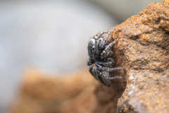 Habronattus altanus