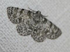 Dyscheralcis crimnodes