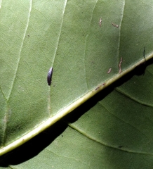 Prococcus acutissimus