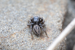 Habronattus altanus