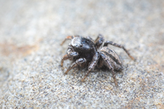 Habronattus altanus