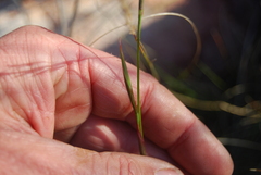Moraea algoensis