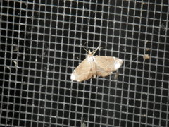Stegea salutalis