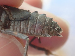 Neurocordulia yamaskanensis