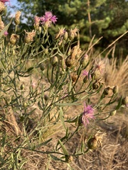 Centaurea borysthenica