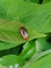 Disonycha brevilineata