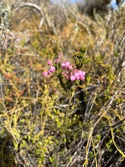 Erica propinqua