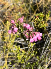 Erica propinqua