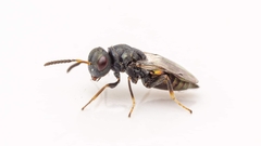 Pteromalus