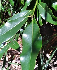 Prococcus acutissimus