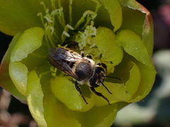 Megachile