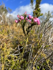 Erica propinqua