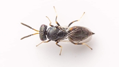 Pteromalus