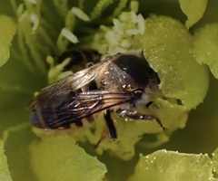 Megachile