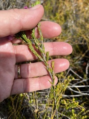 Erica propinqua