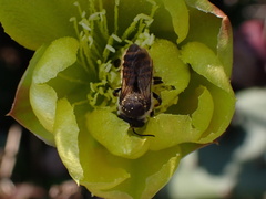 Megachile
