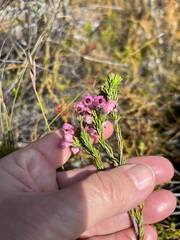 Erica propinqua