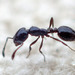 Ergatogyne Trailing Ant - Photo (c) K Schneider, some rights reserved (CC BY-NC), uploaded by K Schneider