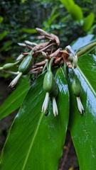 Alpinia arctiflora