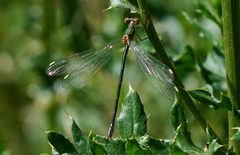 Chalcolestes viridis